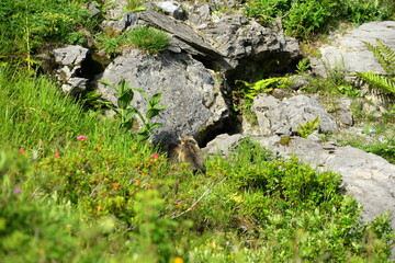 Junge Murmeltiere vor einer Höhle