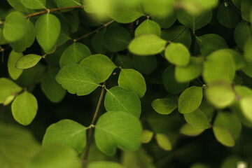 Fototapeta na wymiar green leaves background
