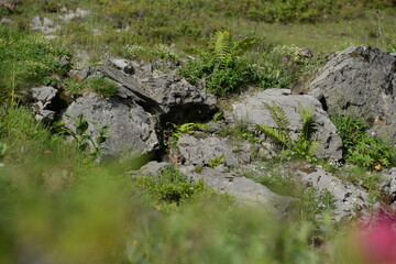 Junge Murmeltiere vor einer Höhle