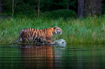 Fototapeta na wymiar Siberian tiger, Panthera Tigris Altaica, hunts in a lake amid a green grass. Top predator in a natural environment.