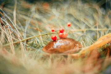 Autumn harvest in the forests