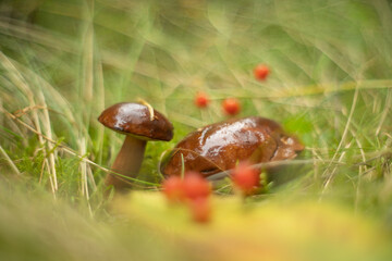 Autumn harvest in the forests