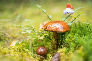 Autumn harvest in the forests