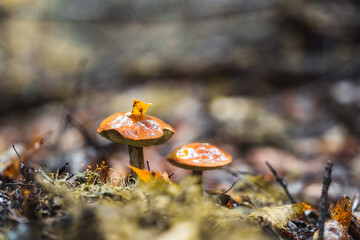 Autumn harvest in the forests