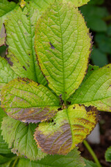 textured leaves of a wild plant close-up