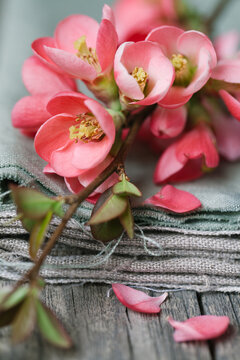 Cherry Blossom flowers and linen fabric