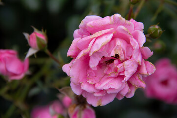 Fototapeta premium tender garden rose close up