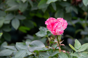 garden rose flower close up