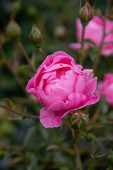 garden rose flower close up