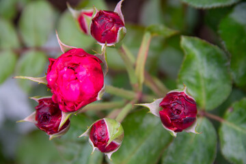 closed buds of red garden roses