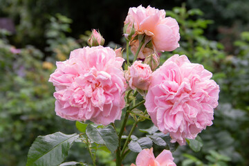 three pink garden rose flowers close up