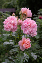three pink garden rose flowers close up
