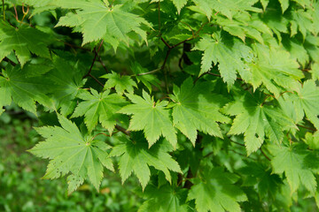 Fototapeta na wymiar natural background of green leaves of the Japanese maple plant