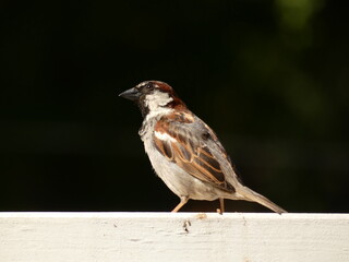 Portrait of house sparrow (Passer domesticus) perched on a white beam