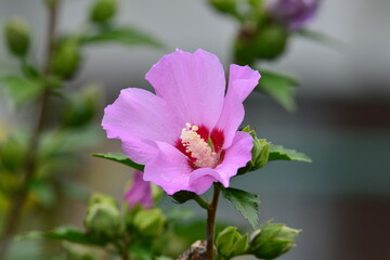 Hibiskus © Torsten