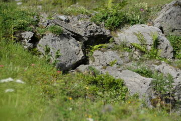 Junge Murmeltiere vor einer Höhle