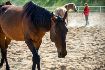horse on the farm