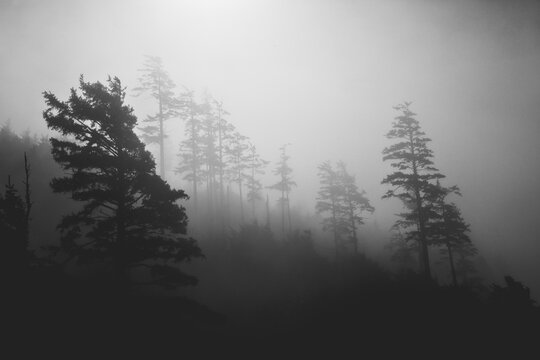 Black and White Silhouette of Trees in Fog