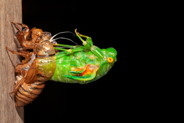 Cicada molting exuvia emerging shell