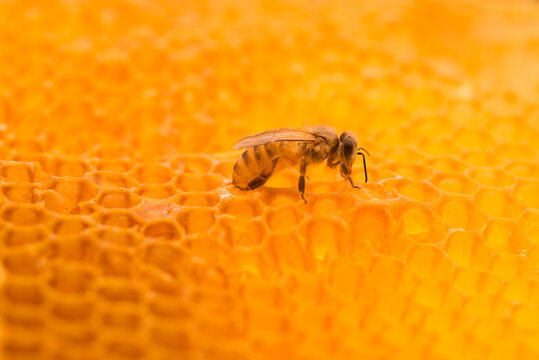 honey bee on honeycomb