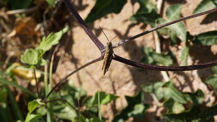 a locust on a branch next to the Rietburg in the region Rheinland-Pfalz in Germany in September