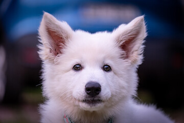 Obraz premium Puppy of A Switzerland White Dog playing In Grass