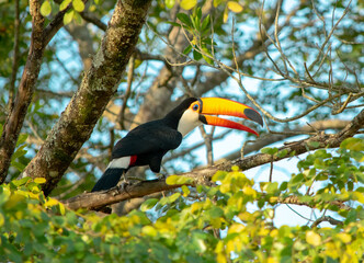 toucan on a branch