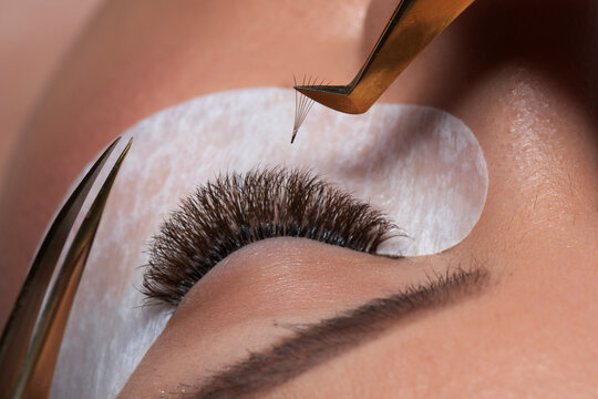 False lashes ready for application in tweezers. Eyelash Extension Procedure