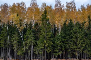 Obraz premium Golden autumn in forest. Contrast between green pines and yellow birch trees at sunny day.