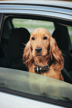 Beautiful Cocker Spaniel looking through the window