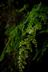 plantas naturales con muzgo y piedra