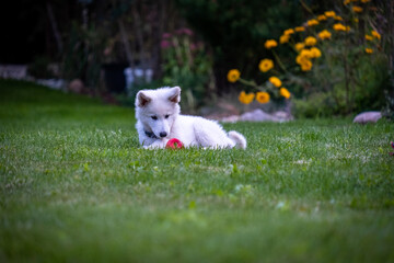 Puppy of A Switzerland White Dog playing In Grass With A Apple. 