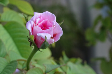 pink rose in the garden