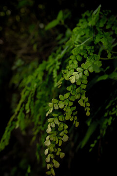 plantas naturales con muzgo y piedra