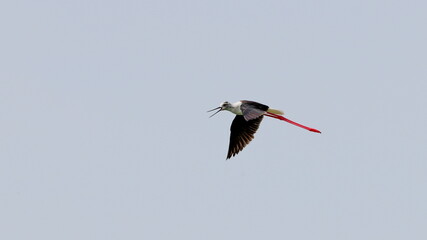 A close-up photo of Black-winged Stilt, black and white bird with very long red legs, flying against the sky. Himantopus himantopus.