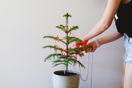 Girl decorating a small Norfolk Island Pine Tree for Christmas