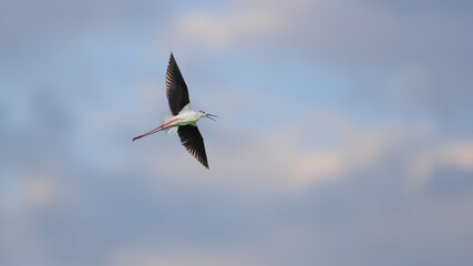 A close-up photo of Black-winged Stilt, black and white bird with very long red legs, flying against the sky. Himantopus himantopus.