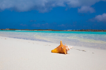 Single Conch Shell on White Sand Beach