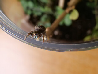 Jumping spider crawls out of enclosure