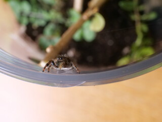 Jumping spider sits on side of enclosure