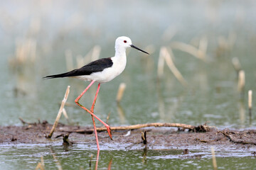 Close-up photo of Black-winged Stilt, black and white bird with very long red legs, wading in the middle of the water surface. Himantopus himantopus.