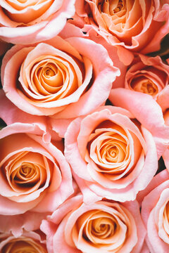 Pink roses in closeup
