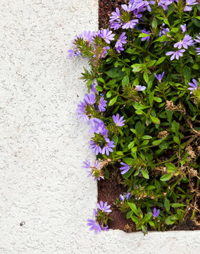 Violet Plant & Plaster