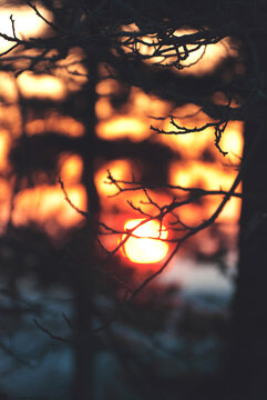 Sunset through tree branches
