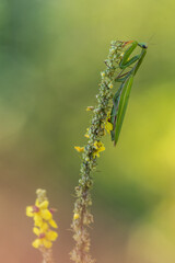 Praying mantis in the natural environment, Mantis religiosa