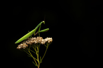 Praying mantis in the natural environment, Mantis religiosa
