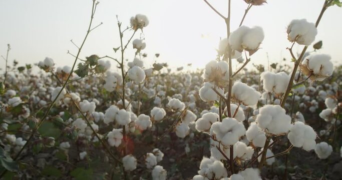 Cotton field , high-quality cotton Bush, ready for harvesting, against the background of the sunset, 4 to video