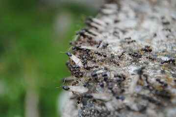 Ant with black wings