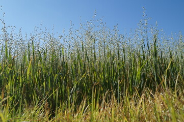 Grass and sky in Arequipa, Peru