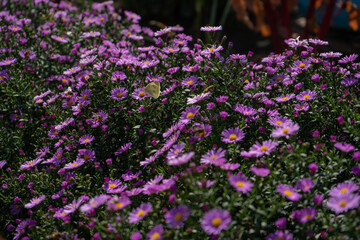 Purple new england asters. Wild deep purple flowers in the field